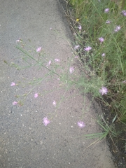 Centaurea stoebe