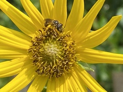 Halictus