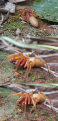 Dysderidae