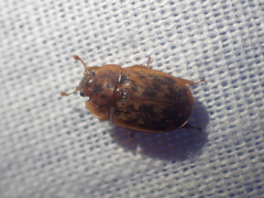 Soronia punctatissima