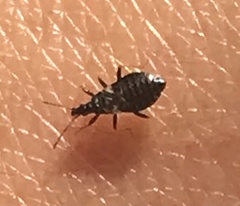 Temnostethus gracilis