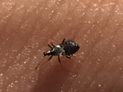 Temnostethus gracilis