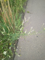Melilotus albus