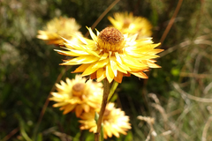 Xerochrysum subundulatum