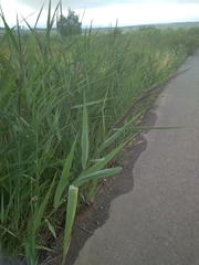 Phragmites australis