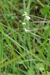Spiranthes aestivalis
