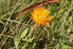 Xerochrysum subundulatum