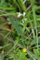 Spiranthes aestivalis