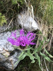 Centaurea nervosa