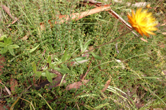 Xerochrysum subundulatum