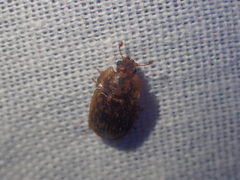 Soronia punctatissima