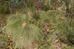 Xerochrysum subundulatum