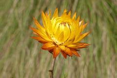 Xerochrysum subundulatum