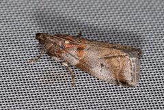 Acrobasis suavella
