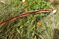 Xerochrysum subundulatum
