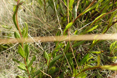 Xerochrysum subundulatum