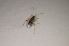 Ozophora salsaverdeae