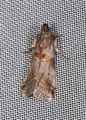 Acrobasis suavella