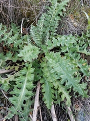 Cirsium fontinale obispoense