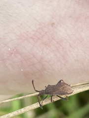 Coriomeris denticulatus