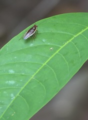 Pseudophyllodromia laticeps