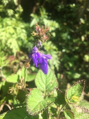 Salvia setulosa