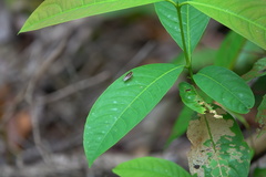 Pseudophyllodromia laticeps