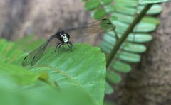 Lyriothemis cleis