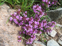 Thymus praecox polytrichus