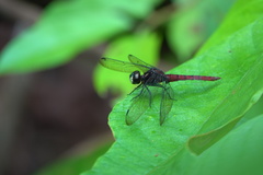 Lyriothemis cleis