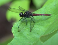 Lyriothemis cleis