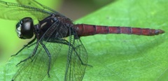 Lyriothemis cleis