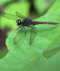 Lyriothemis cleis