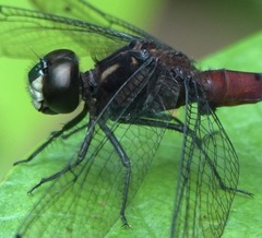 Lyriothemis cleis