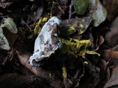 Hydnellum suaveolens