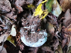 Hydnellum suaveolens