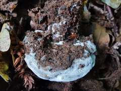 Hydnellum suaveolens