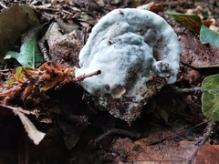 Hydnellum suaveolens