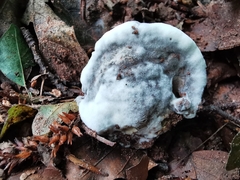 Hydnellum suaveolens