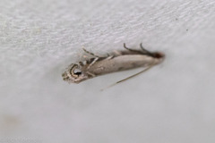 Battaristis concinnusella