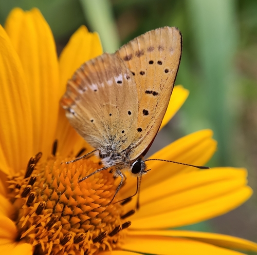 Scarce Copper photo 4