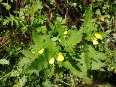 Calceolaria tripartita image