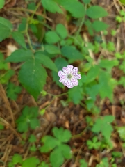 Geranium versicolor