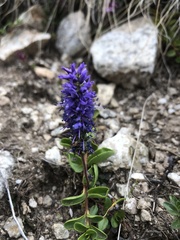 Veronica allionii