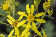 Senecio eremophilus kingii