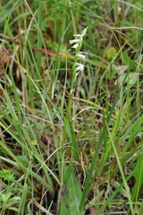 Spiranthes aestivalis