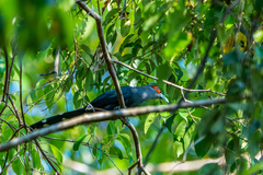 Phaenicophaeus sumatranus