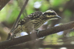 Yungipicus moluccensis