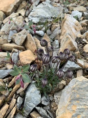 Silene uralensis