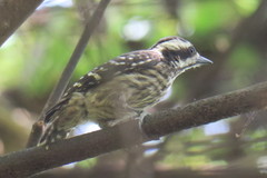 Yungipicus moluccensis